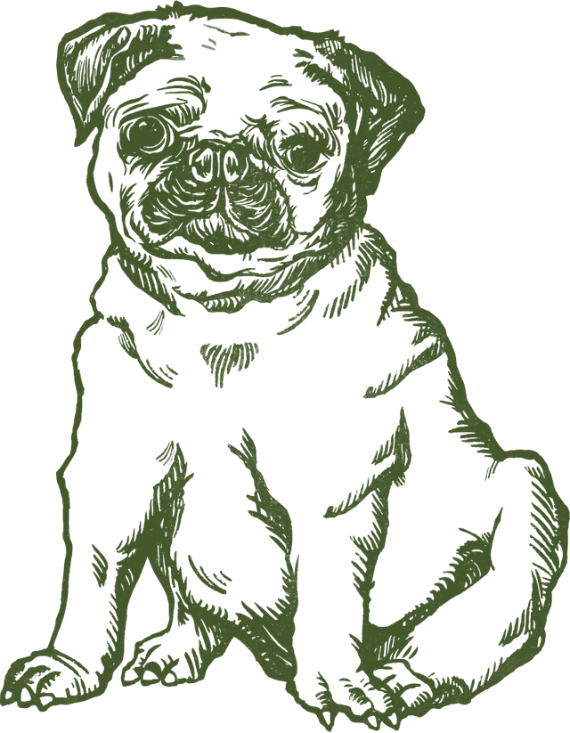 dog image
